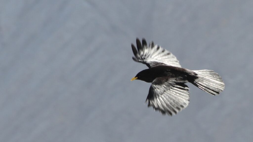 Alpine Chough (25,000+ ft.)