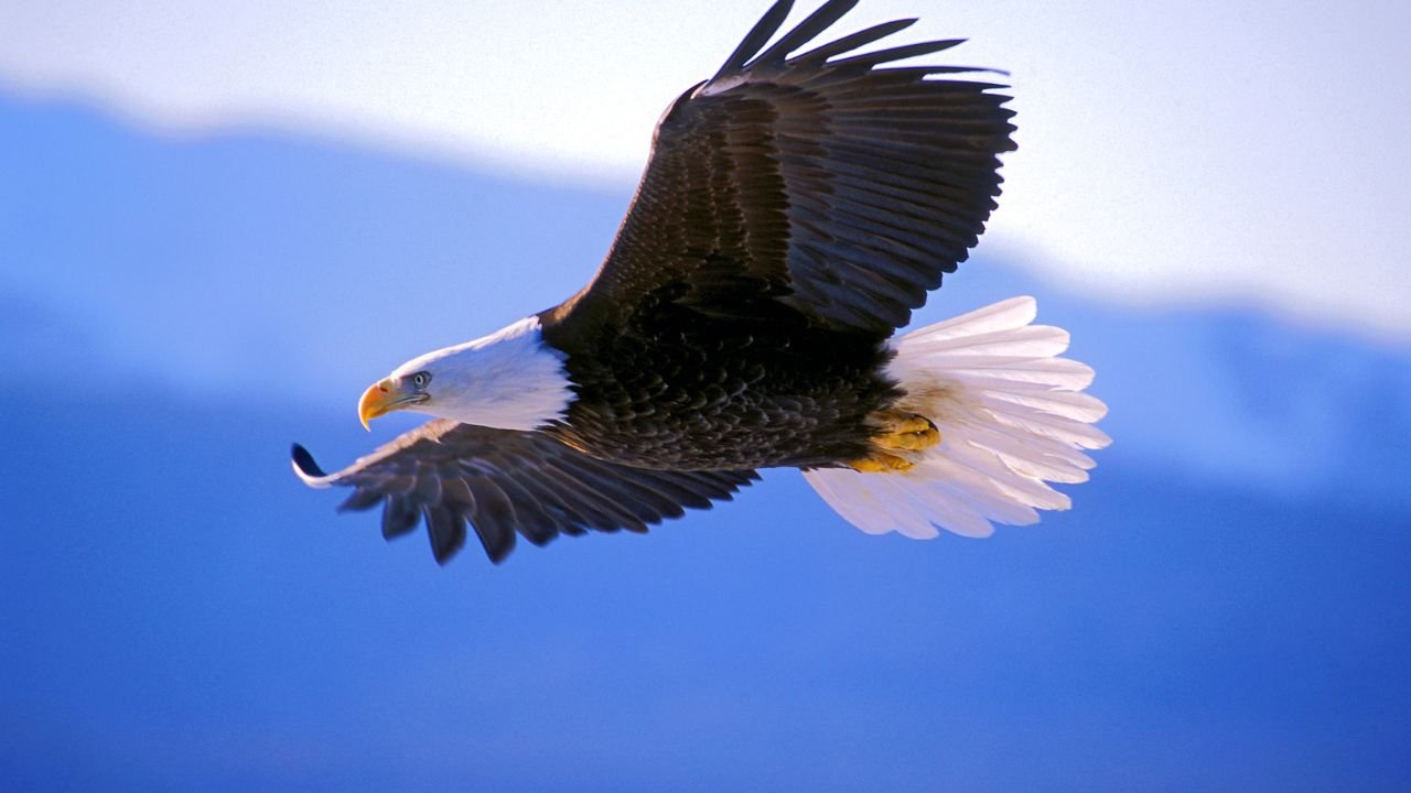 Amazing High-Flying Birds