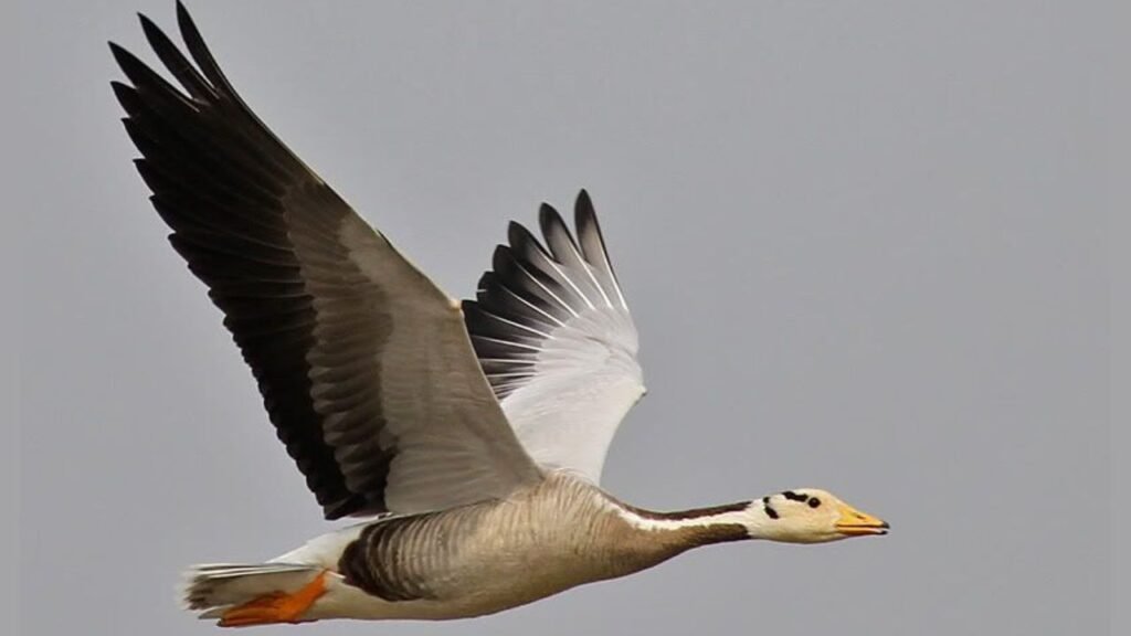 Bar-Headed Goose (27,000+ ft.)