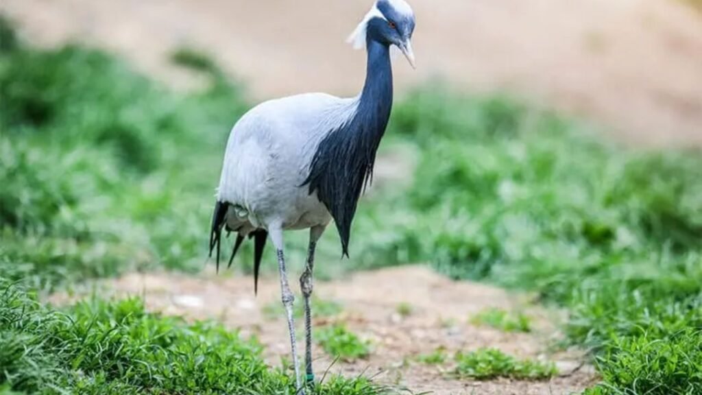 Demoiselle Crane (24,000+ ft.)