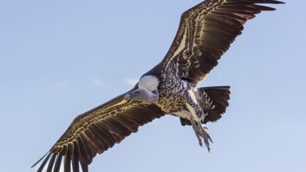 Ruppell’s Griffon (37,000+ ft.)