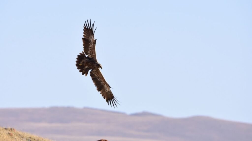 Steppe Eagle (24,000+ ft.)
