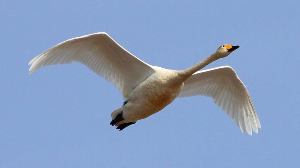 Whooper Swan (25,000+ ft.)